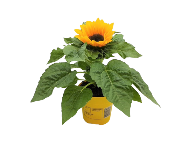 Obrázek produktu Helianthus annuus K12