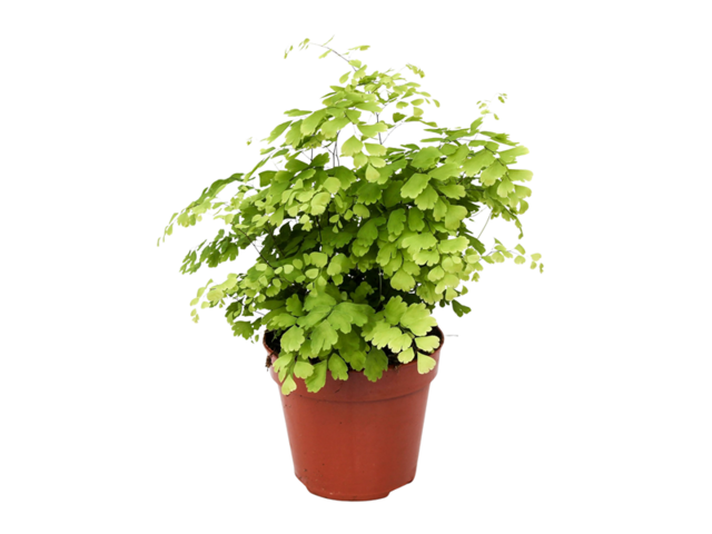 Obrázek produktu Adianthum K12