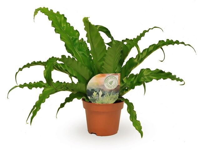 Obrázek produktu Asplenium antiquum 'Osaka' K12