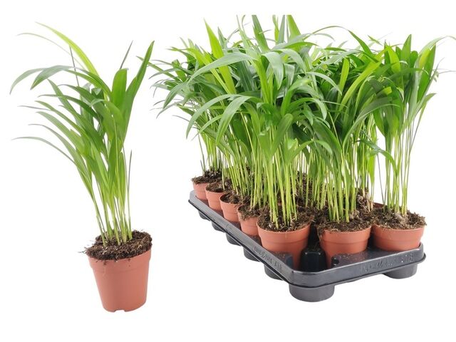 Obrázek produktu Areca lutescens (Dypsis) K9