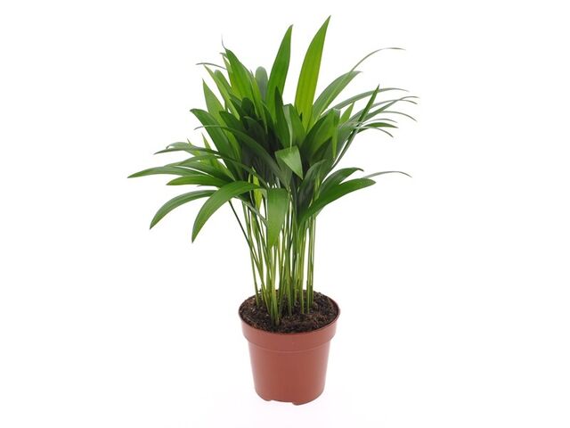 Obrázek produktu Areca lutescens (Dypsis) K12