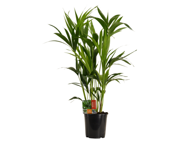 Obrázek produktu Howea (Kentia) K24