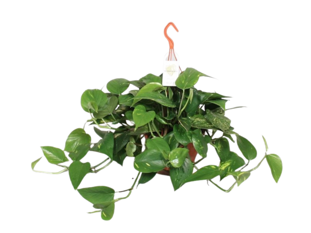 Obrázek produktu Epipremnum okrasná K20