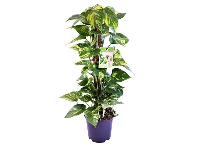 Obrázek produktu Epipremnum s mechovou tyčí K19