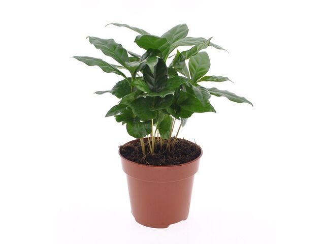 Obrázek produktu Coffea arabica K12