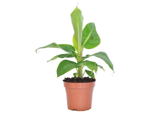 Obrázek produktu Musa bananas K12