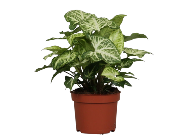 Obrázek produktu Syngonium 'Pixie' K12