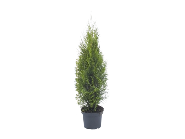 Obrázek produktu Thuja occidentalis 'Smaragd' K19