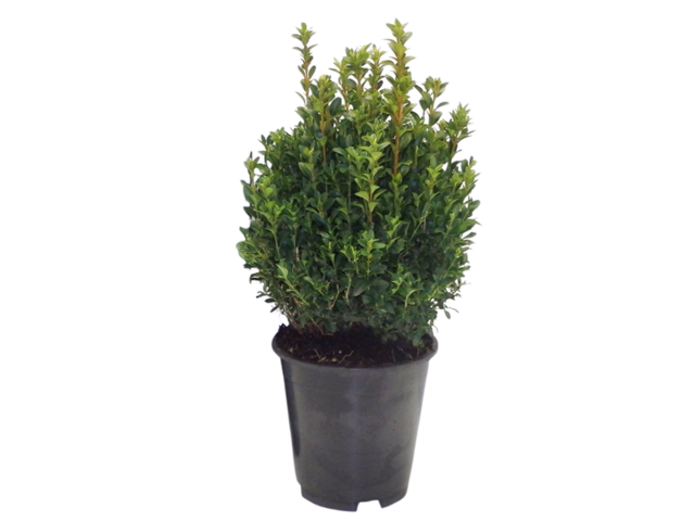 Obrázek produktu Buxus kulovitý K19
