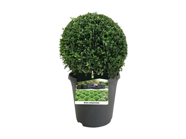 Obrázek produktu Buxus kulovitý K23