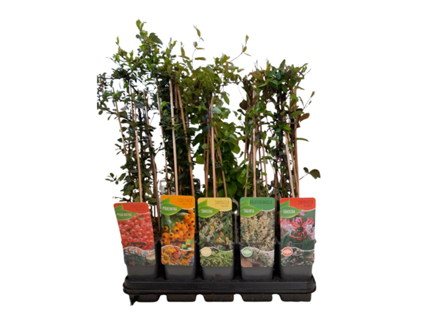 Obrázek produktu Popínavé rostliny mix K14