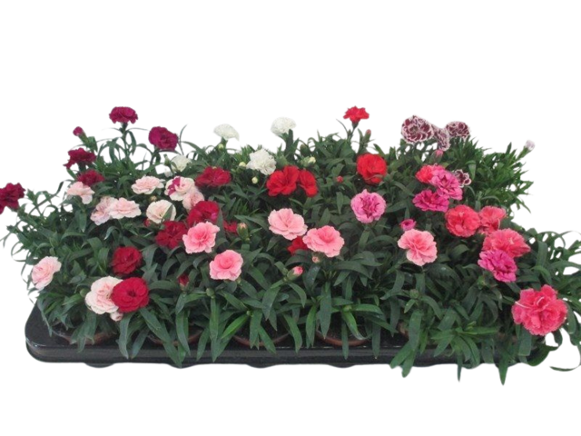 Obrázek produktu Dianthus mix K9