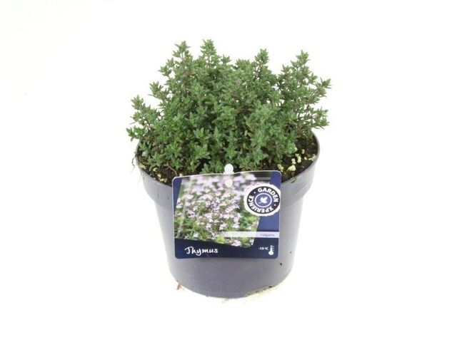Obrázek produktu Thymus vulgaris K13