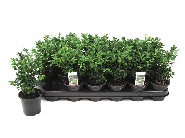 Obrázek produktu Buxus sempervirens K9