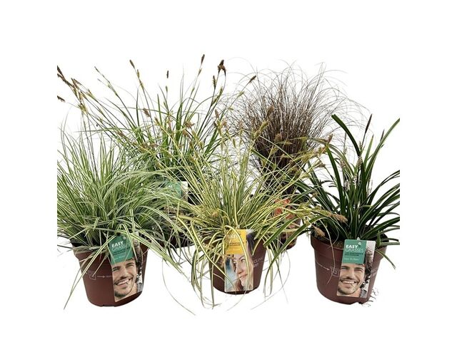 Obrázek produktu Carex mix K17