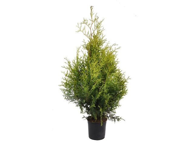 Obrázek produktu Thuja occidentalis 'Brabant' K19
