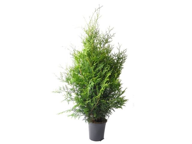 Obrázek produktu Thuja occidentalis 'Brabant' K21
