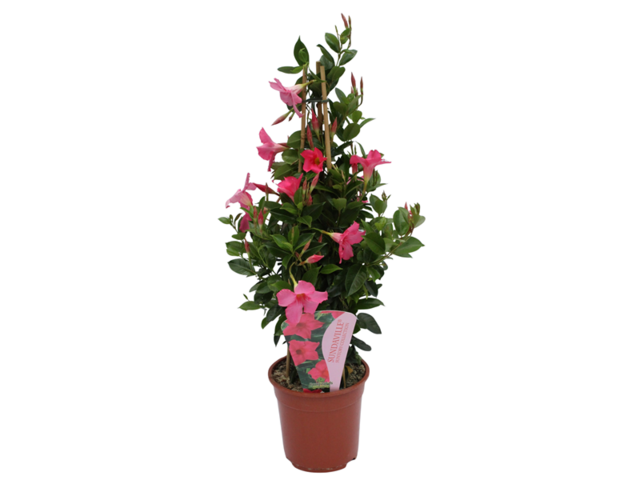 Obrázek produktu Mandeville K19