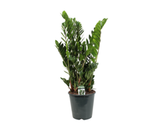 Zamioculcas K24