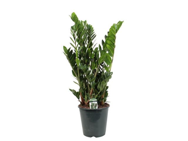 Obrázek produktu Zamioculcas K24
