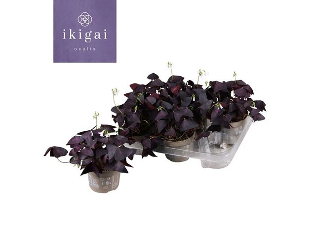 Obrázek produktu Oxalis triangularis K12