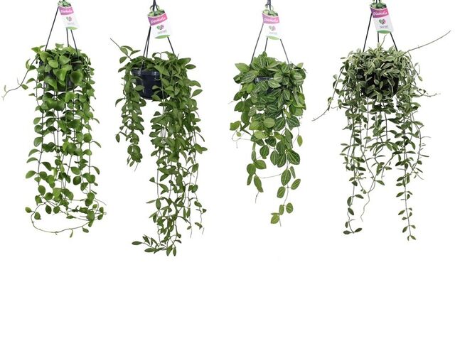 Obrázek produktu Dischidia K14 závěs