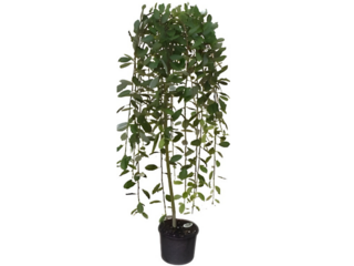 Salix caprea Pendula K5 120/140 cm