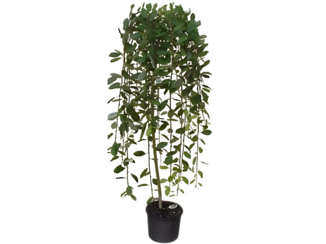 Obrázek produktu Salix caprea Pendula K5 120/140 cm