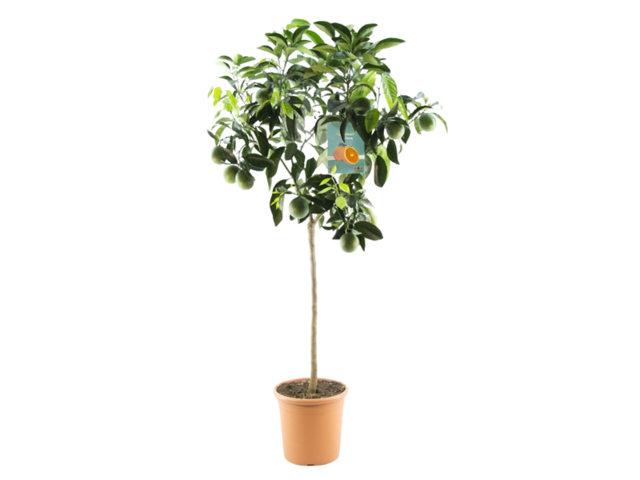 Obrázek produktu Citrus K24 kmínek s plody