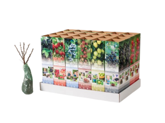 Obrázek produktu Keře ovocné v balu, mix, karton 9x9x38cm