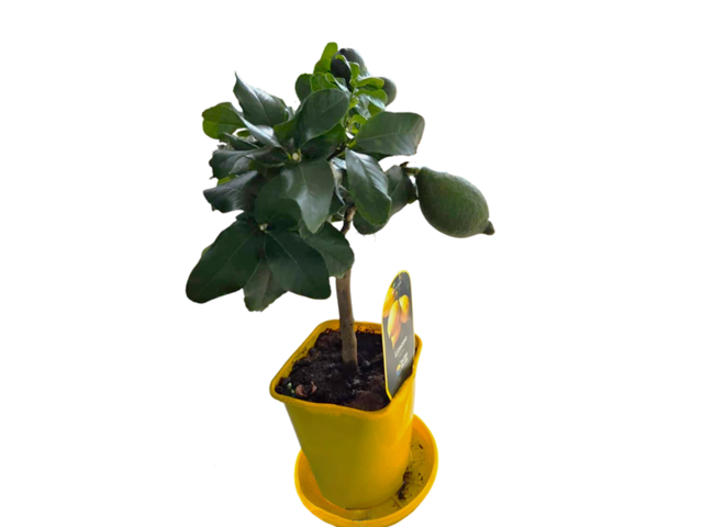 Obrázek produktu Citrus K15 mix jedlé plody