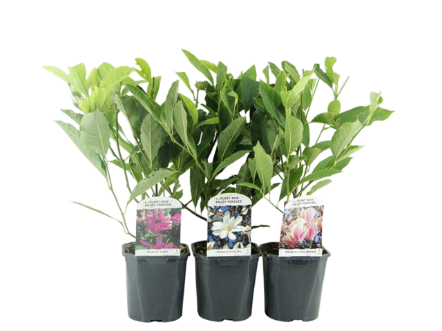 Obrázek produktu Magnolia K17 mix