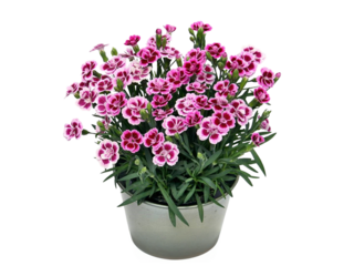 Dianthus Pink Kisses K9