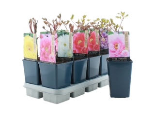 Paeonia suffruticosa (Pivoňka dřevitá) K15 mix barev