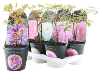 Paeonia suffruticosa (Pivoňka dřevitá) K17 etiketa