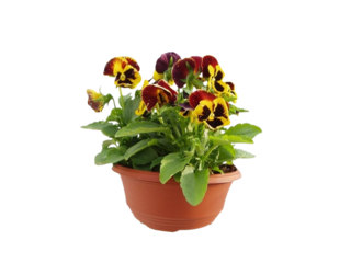 Viola F1, velkokvětá, vzpřímená, miska K21