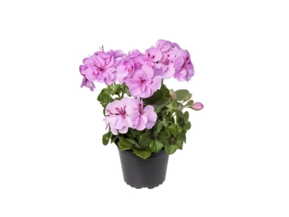 Pelargonium peltatum plnokvětá Prémium K12