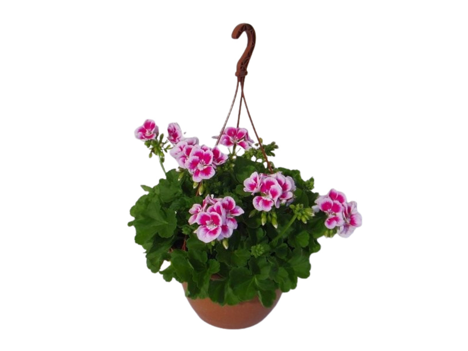 Pelargonie zonale K25, závěs. EAN: 8595202051049