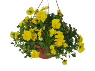 Viola velkokvětá Wing K21, závěs