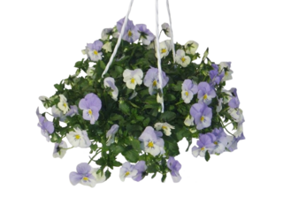 Viola závěs trio Deltini K21