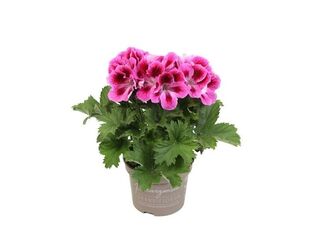 Pelargonie grandiflora K12