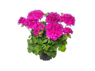 Pelargonie interspecifické K12