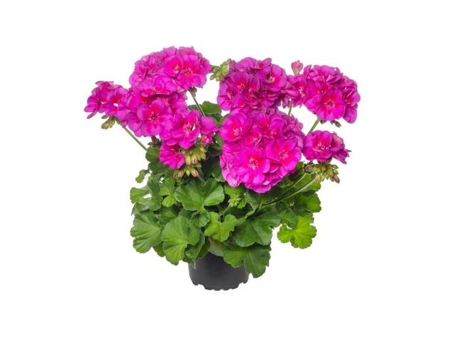 Obrázek produktu Pelargonie interspecifické K12