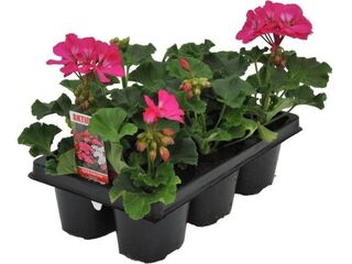 Pelargonium peltatum Decora jednoduché 6 pack