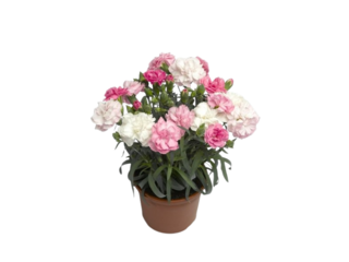 Dianthus trio K12