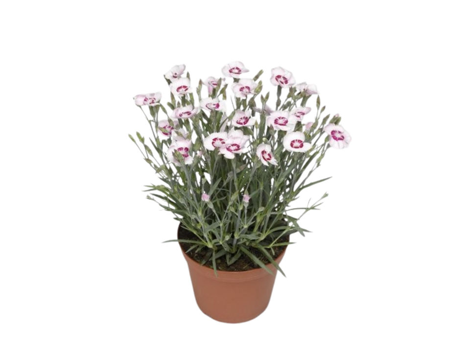 Dianthus K12. EAN: 8595202055207