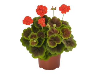 Pelargonium okrasné listem K13
