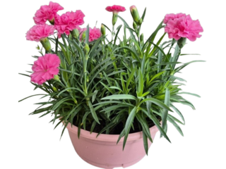 Dianthus miska I Love U K17