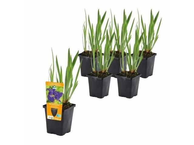 Obrázek produktu Cibuloviny Iris K15