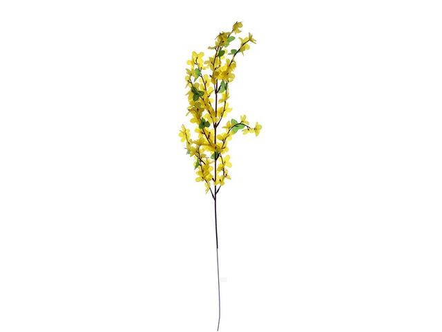 Obrázek produktu Forsythia x 12, jarní květiny